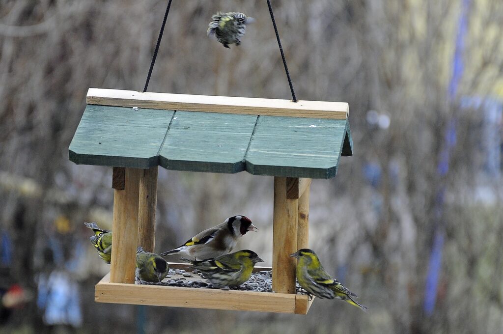 Five yellow birds perch and feed on a platform feeder.