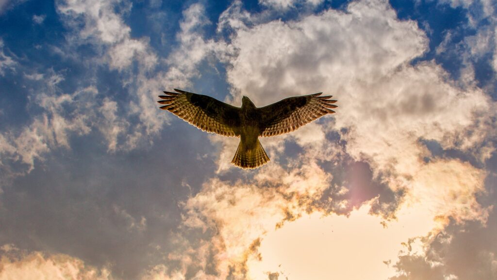 A bird of prey flies overhead, lit by the setting sun.