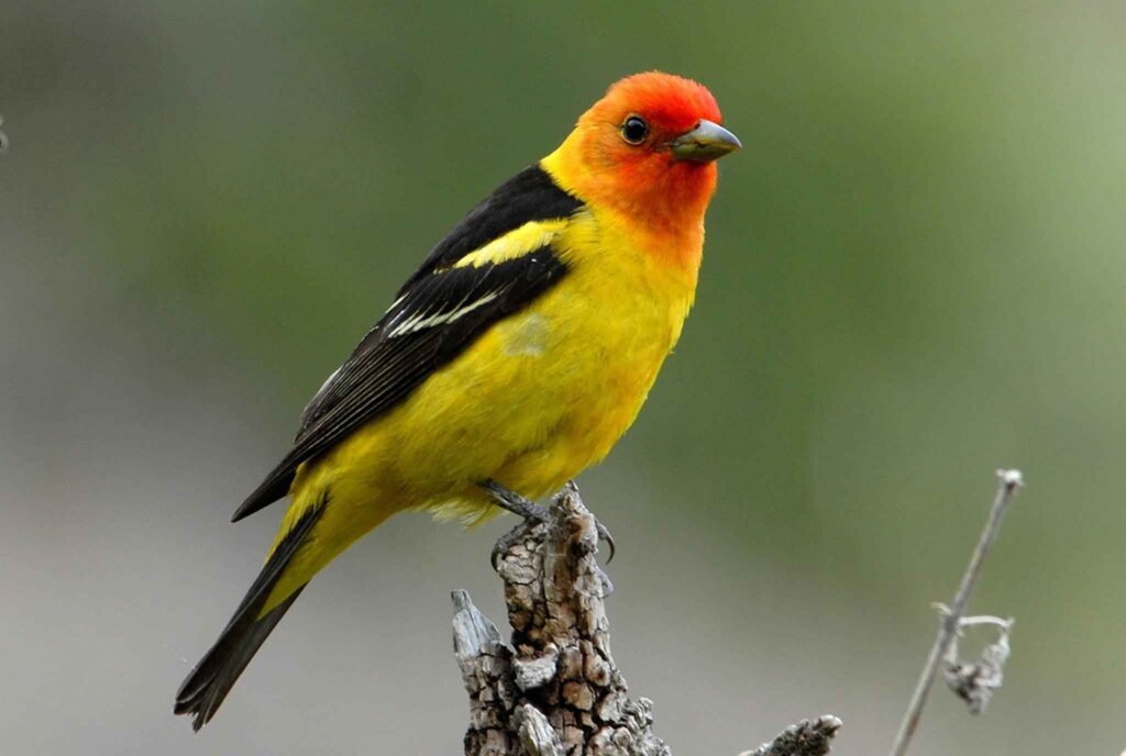 A Western Tanager, shown here perched on a tree branch, is one of many Big Bear birds that fly south during the fall migration.