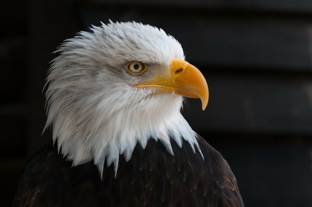 Side shot of a bald eagle's head, showing it's impressive eye, with (raptor fact alert!) eyesight up to 10 times stronger than a human's. 