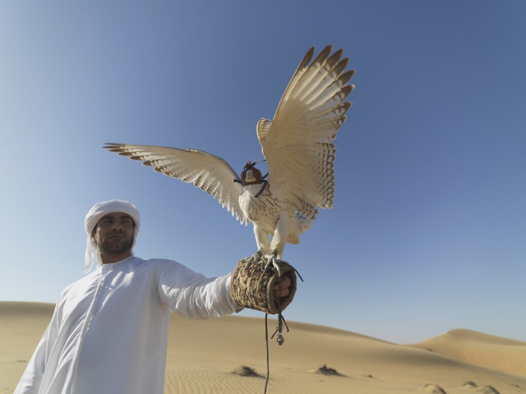 A man in the Middle East trains a falcon to hunt in the sand dunes of the North African desert.