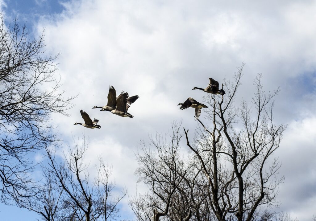 Canadian geese flying south for the winter.