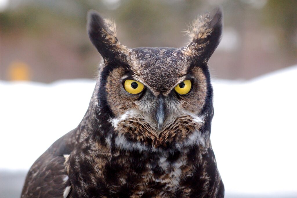 Want to impress with a cool raptor fact? A Great Horned Owl, like the one shown here, has yellow eyes. This means it hunts using its hearing more than its sight.