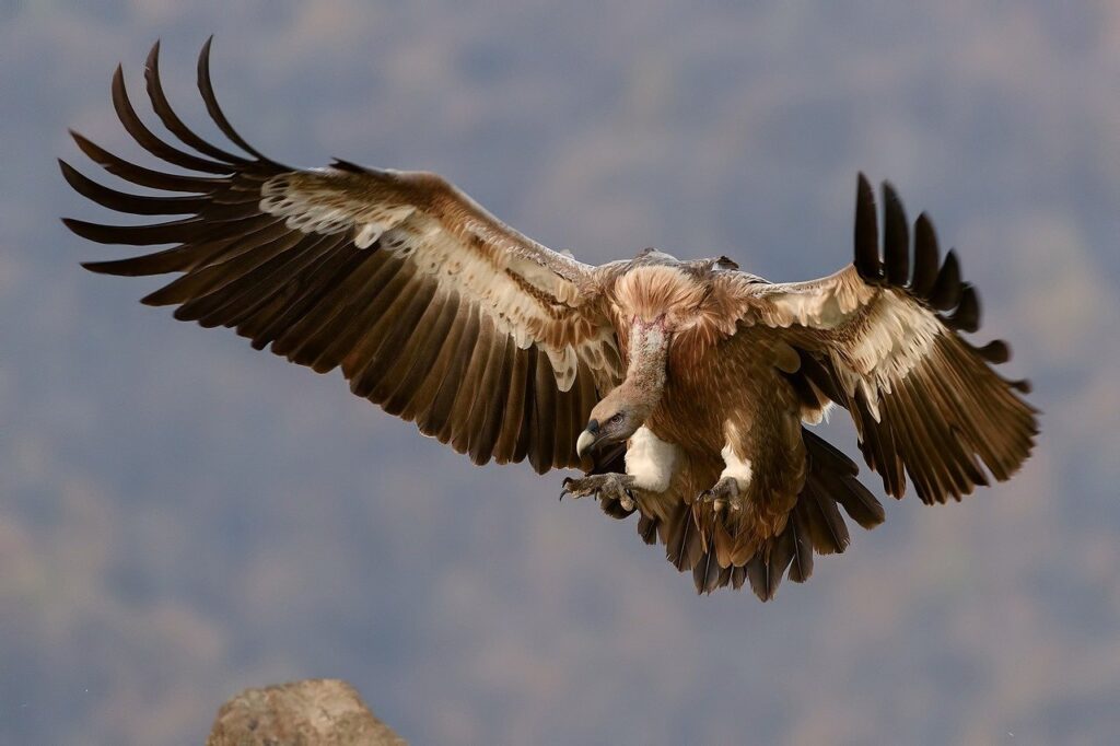 A vulture in mid-flight, talons ready, as it alights on its prey.