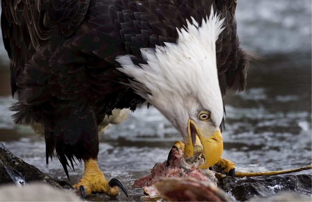 A bald eagle eats the remains of its kill.