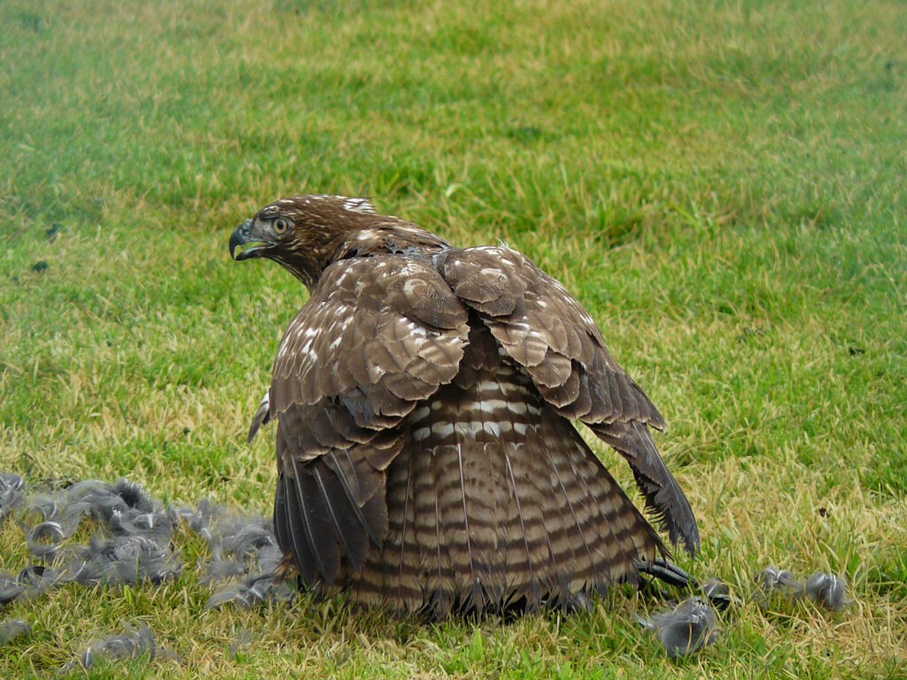 A red-tailed hawk mantles over its kill, protecting it from other predators.