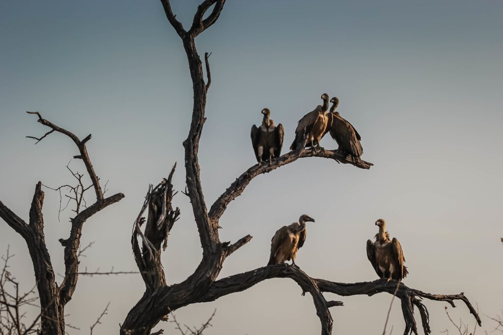 Raptor fact #1 image: A committee of vultures perch on a barren tree, looking for food.
