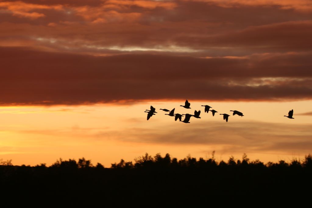 Ducks fly low in the sky as the sun sets.