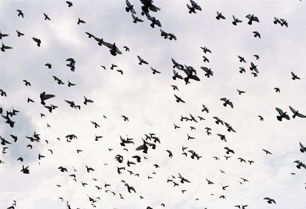 How flocks of birds are able to fly close together without colliding -  Discover Wildlife