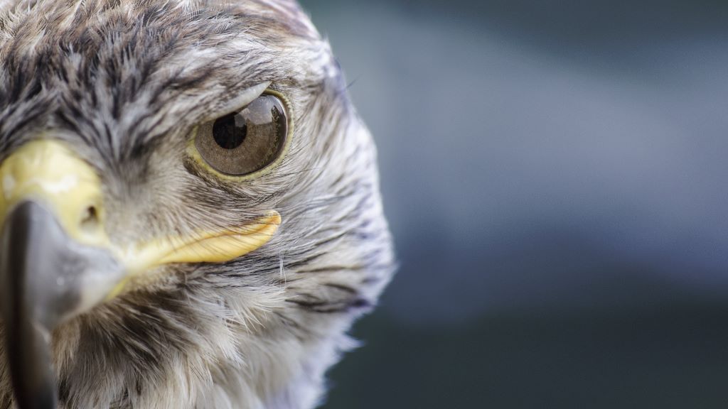 Seven Facts about birds of prey-Buffalo Bill Center of the West