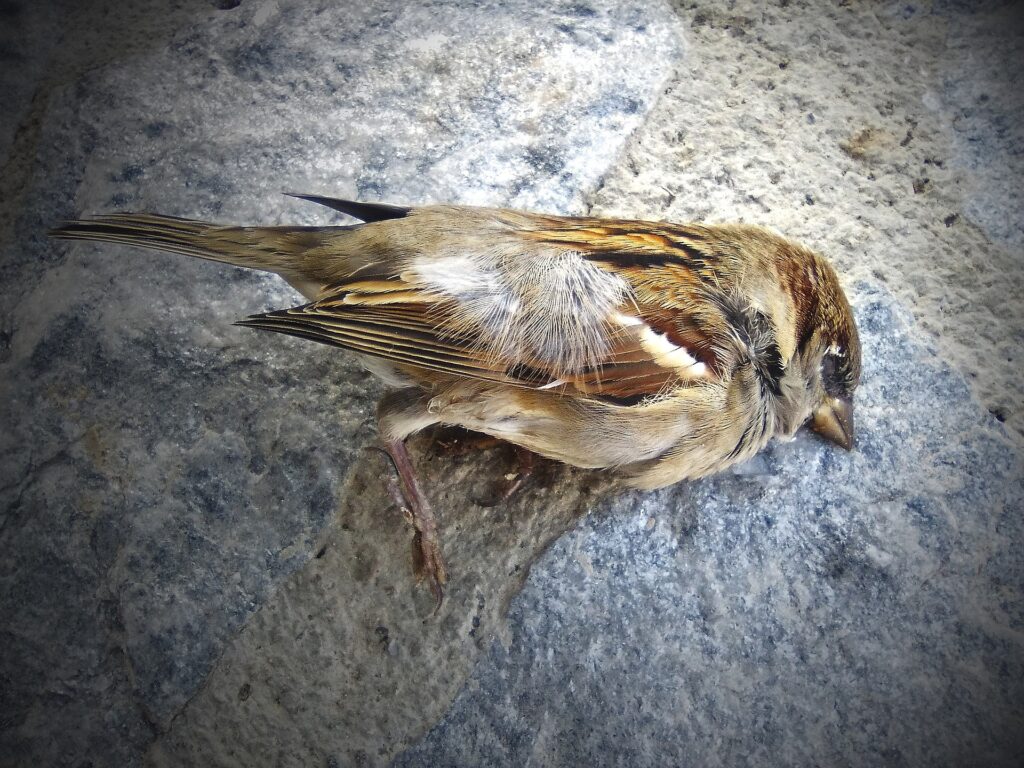 A dead sparrow lies on the sidewalk after striking a building.
