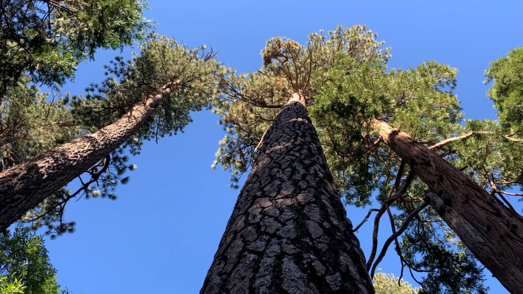 Views looking up the trunk of a large pine tree.