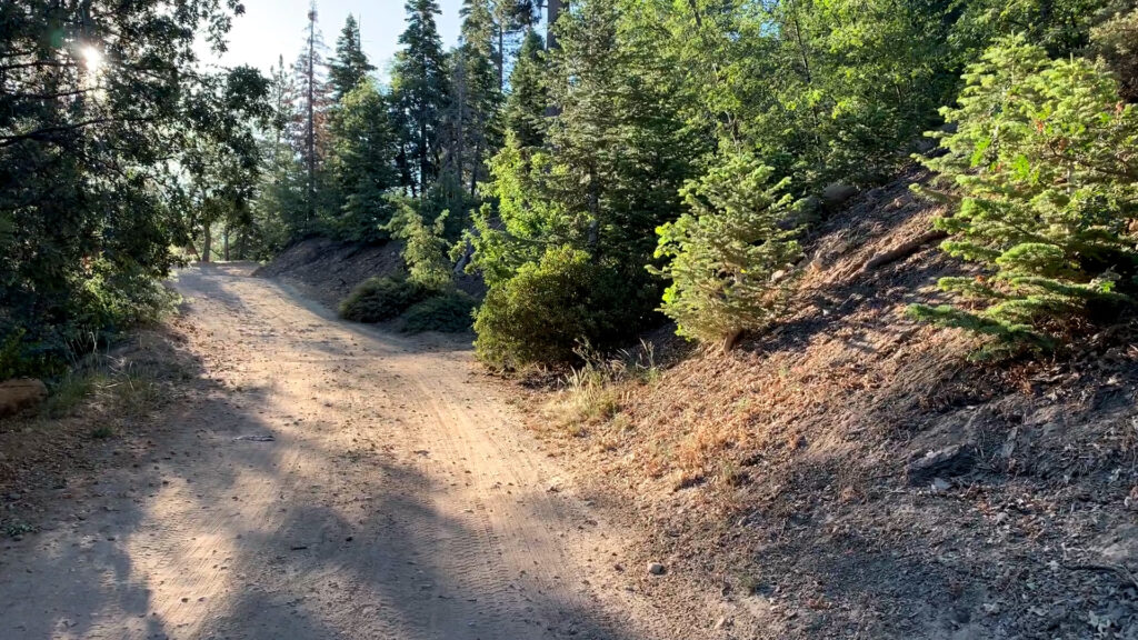 A dirt road winding up into a wooded forest