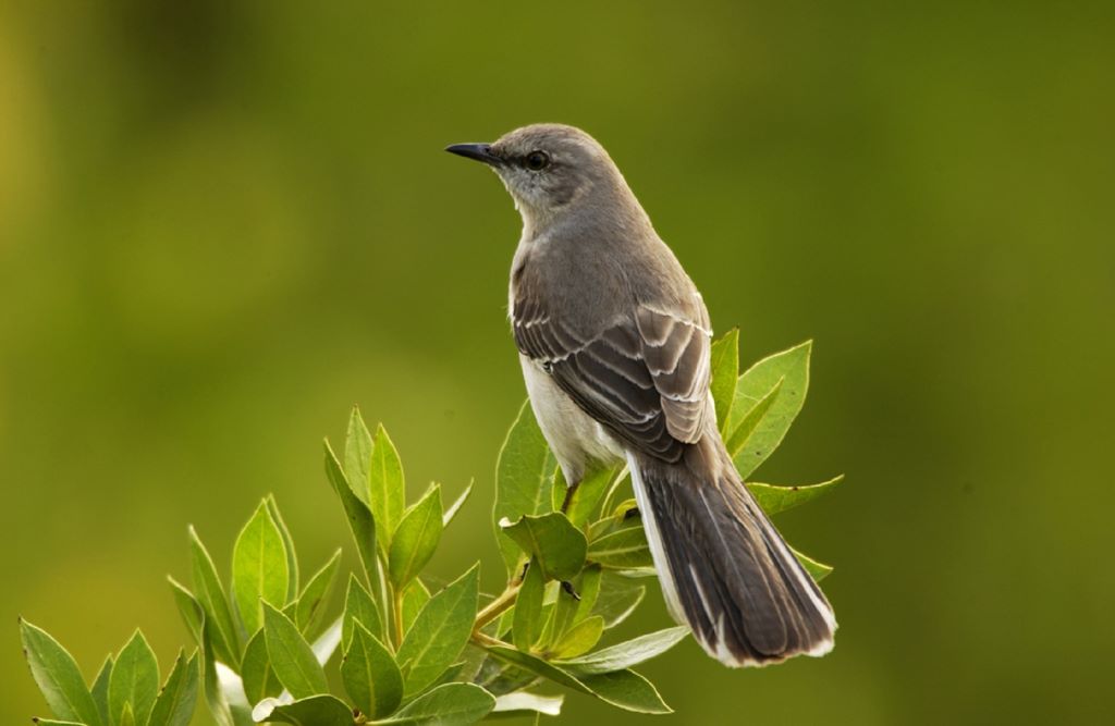 6 Birds That Are Master Mimics Chirp Nature Center