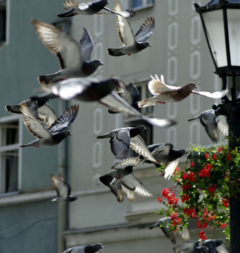 A flock of birds shown mid-flight, flying through a city.