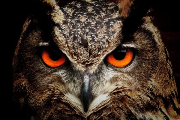 A close-up of an owl's face, with intense orange eyes staring back at you.