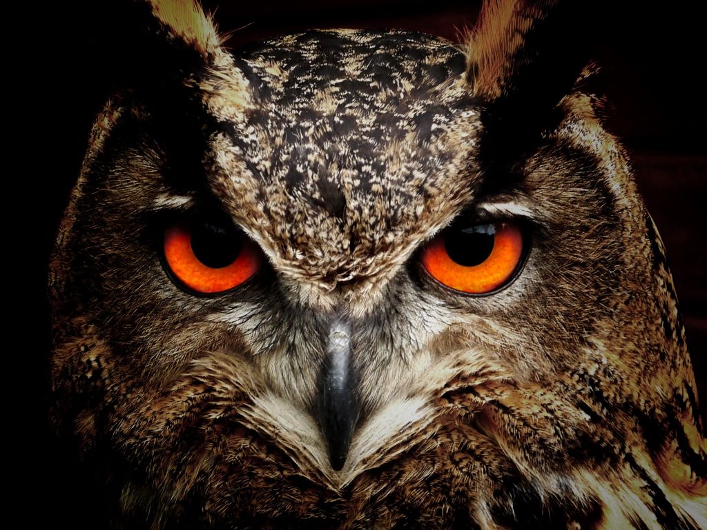 A close-up of an owl's face, with intense orange eyes staring back at you.