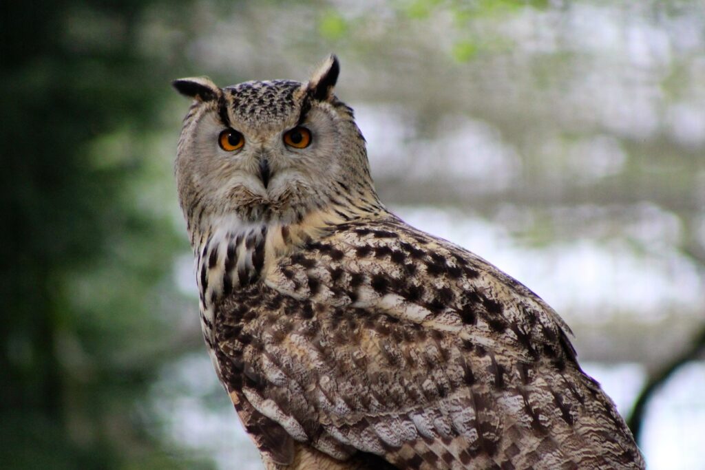 A long-eared owl perches with green foliage in the background.