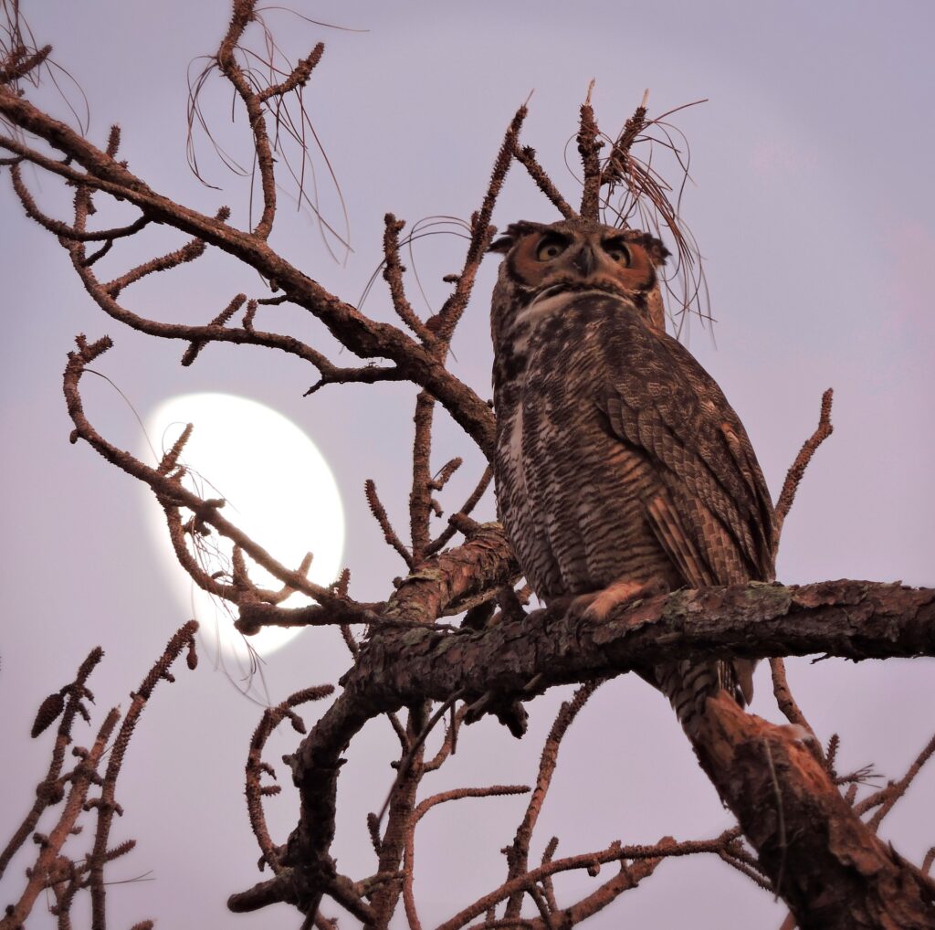 Great-horned owls, like the one shown here bathed in moonlight, are nocturnal and hunt at night.
