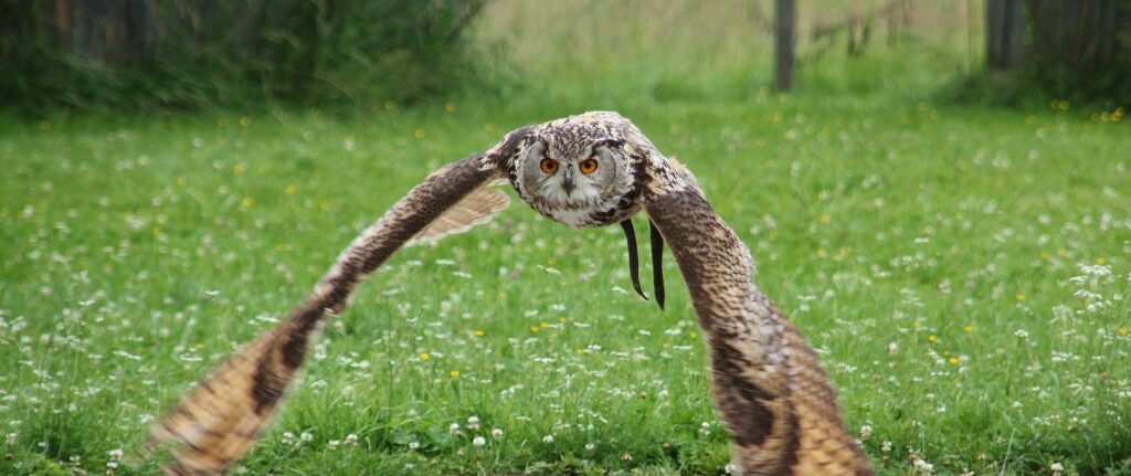 An owl in mid-flight, hunting its prey.
