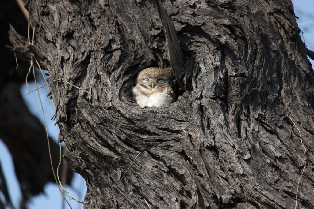 A spotted owl pops its head out of a tree cavity.