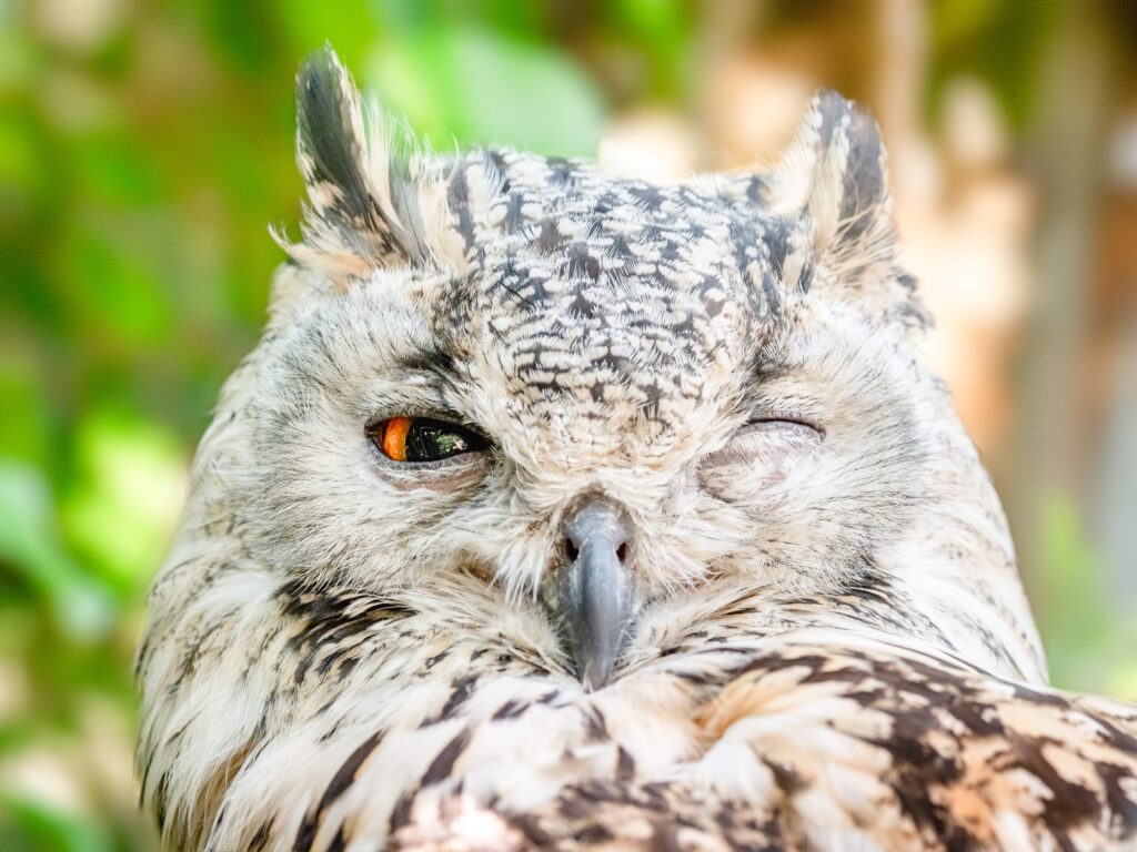 A Western Screech Owl winks at the camera.