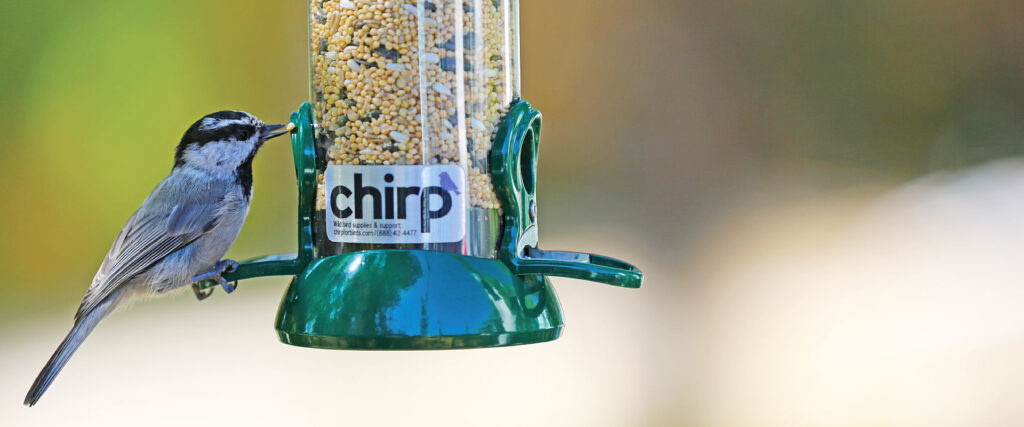 A black-capped chickadee perches on a tube bird feeder with a Chirp Nature Center sticker on it.