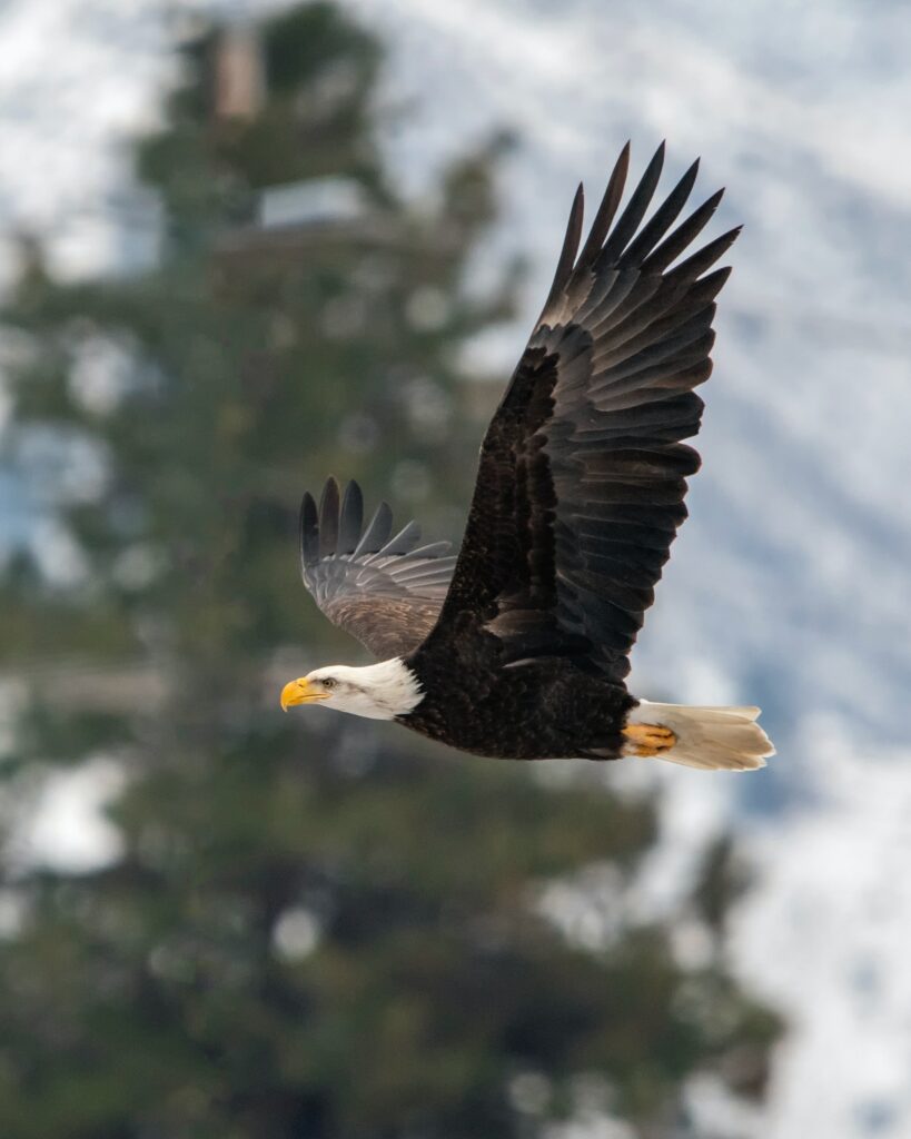 A Bald Eagle (like this one, shown in mid-flight) is one of the rare birds you’ll see in Big Bear.