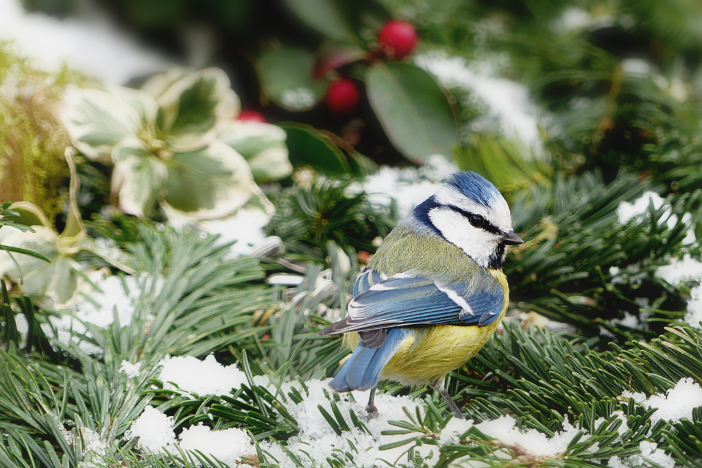 A blue tit perches prettily on a snow-covered pine branch.