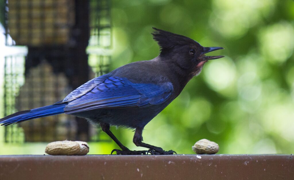 You can also identify birds by sound, like the Stellar's Jay (pictured), which has a distinctive "shook, shook, shook" cry and nasal-sounding calls.