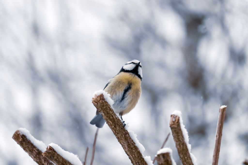 A Blue Tit shown from below, perched on a snowy tree branch.