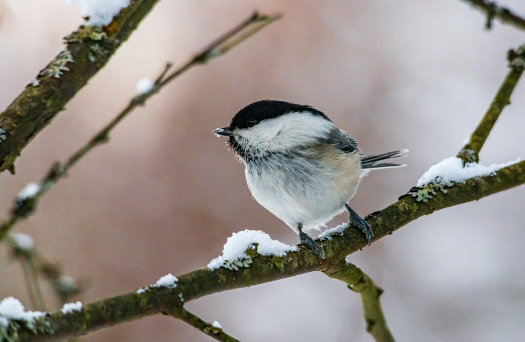 A chickadee perches on a snow-dusted tree branch.