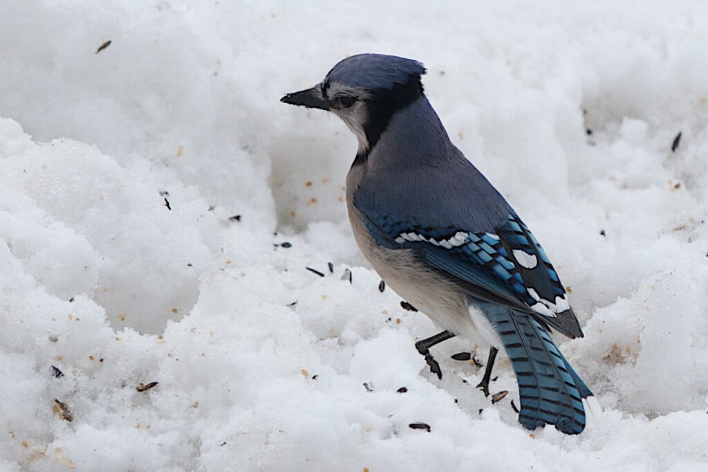A blue jay contemplates snow on the ground.
