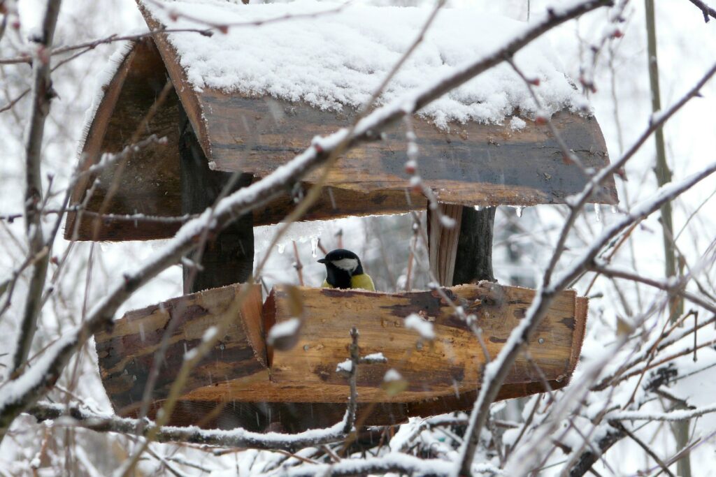 A Blue Tit finds food and shelter in a roofed bird feeder on a snowy day.