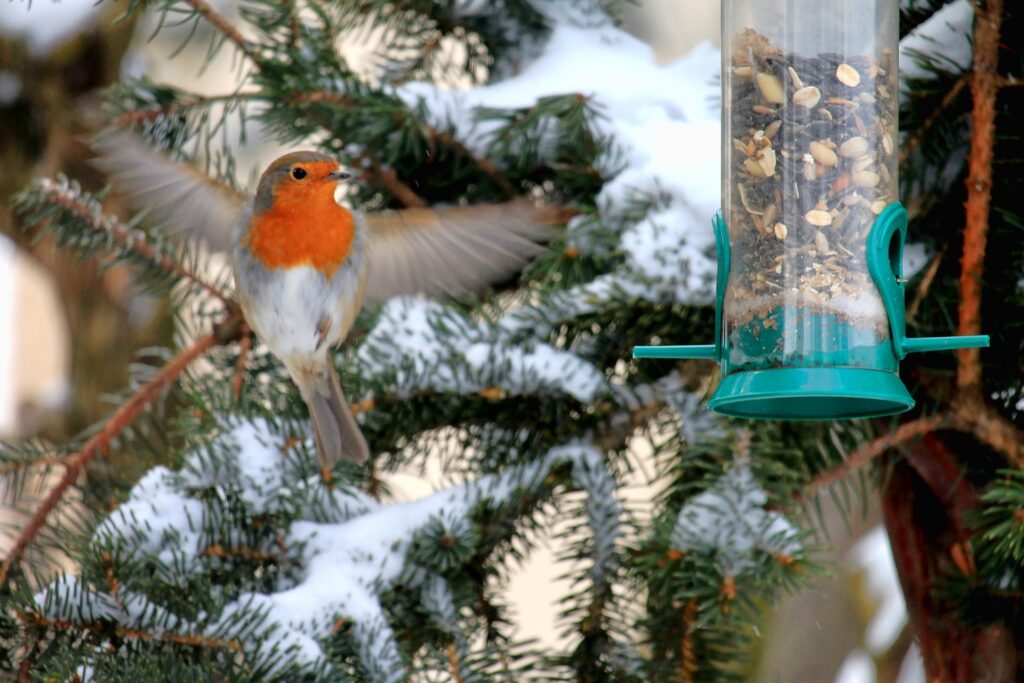 An American Robin alights on a tube bird feeder, with a snow-laden tree branch in the background.