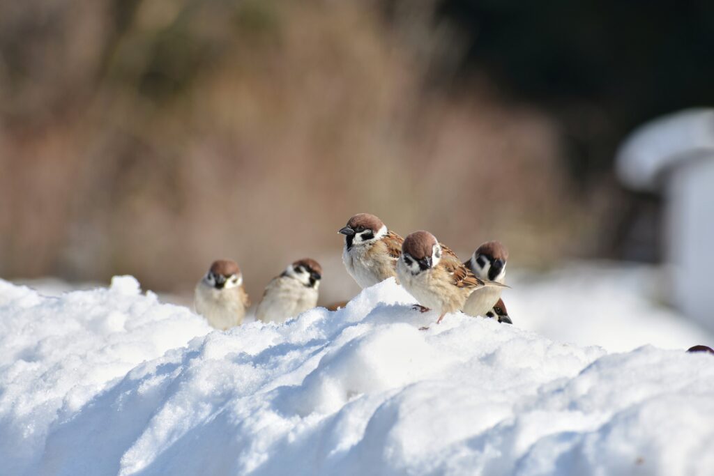 A group of sparrows perch on a snow bank.