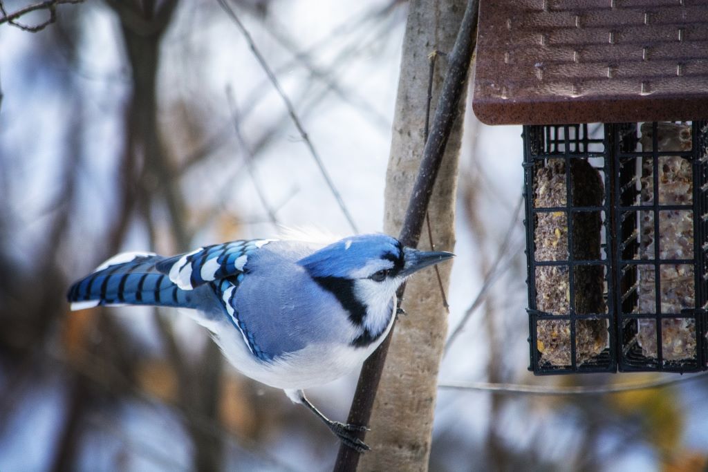 A Blue Jay perches on a suet feeder in the dead of winter.