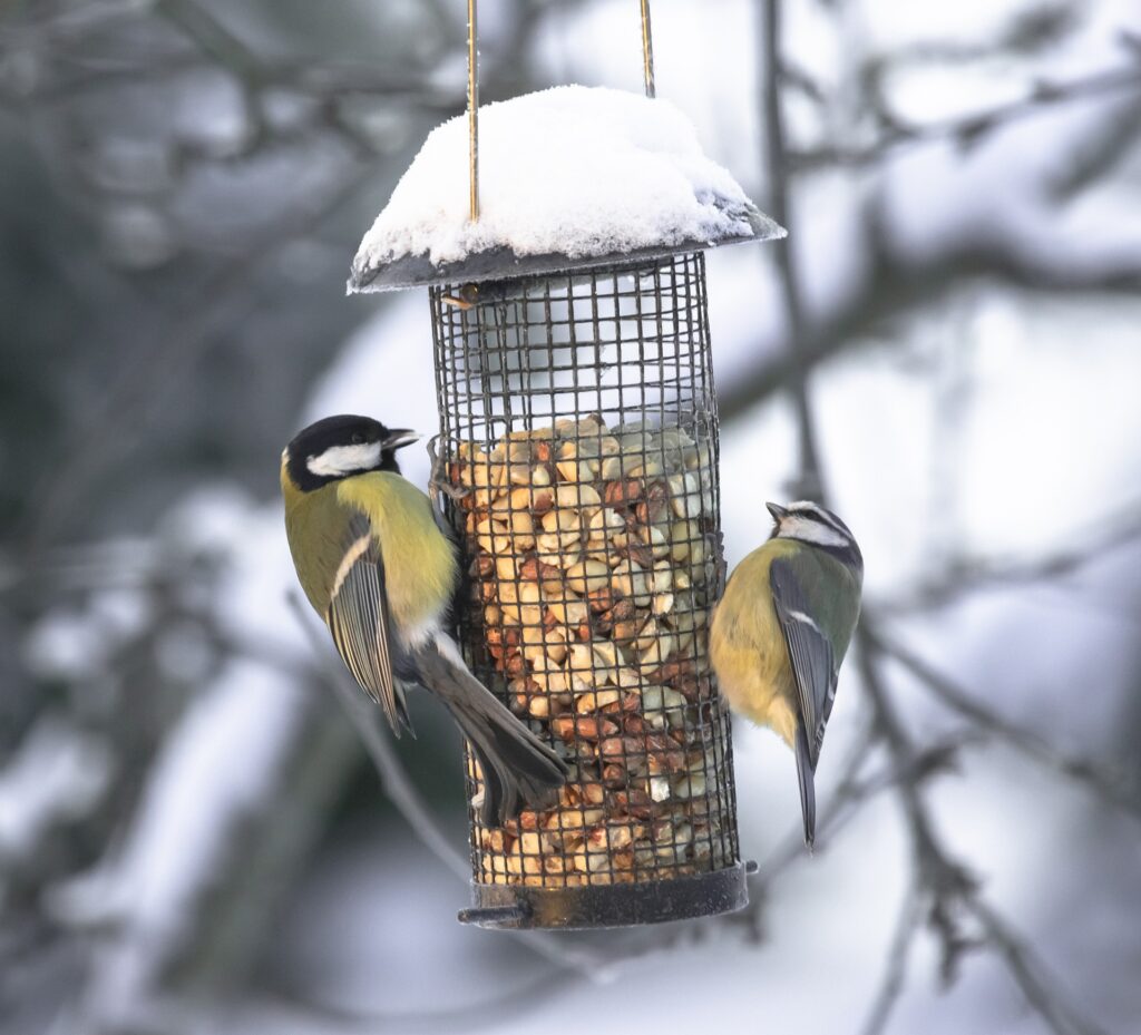A couple of Blue Tits hang on a peanut bird feeder, which is topped with snow.
