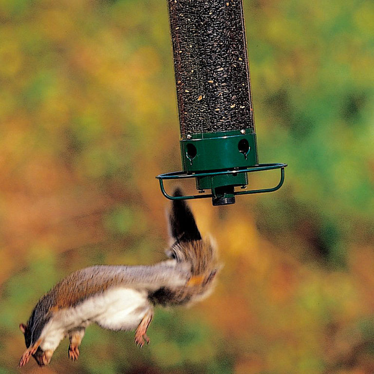 A squirrel is seen "flipping" off of a Yankee Flipper, one of the squirrel-proof bird feeders offered in the Chirp store. 
