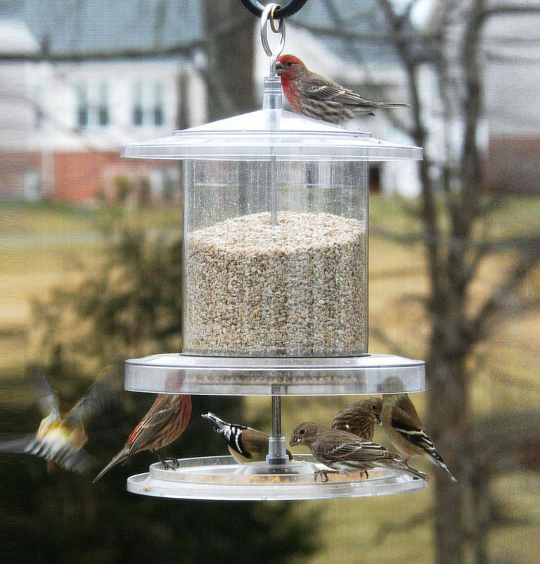 This all-weather, covered bird feeder keeps bird seed safe from the elements. Find it at the Chirp store!