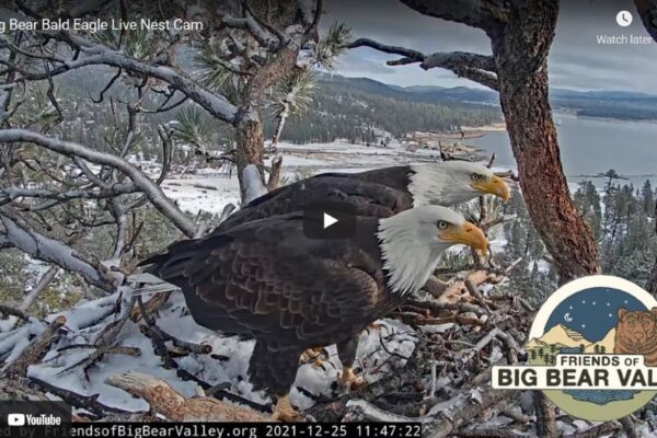 Friends of Big Bear Valley's Eagle Cam still, featuring two bald eagles sitting on a nest.