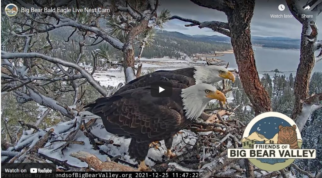 Friends of Big Bear Valley's Eagle Cam still, featuring two bald eagles sitting on a nest.