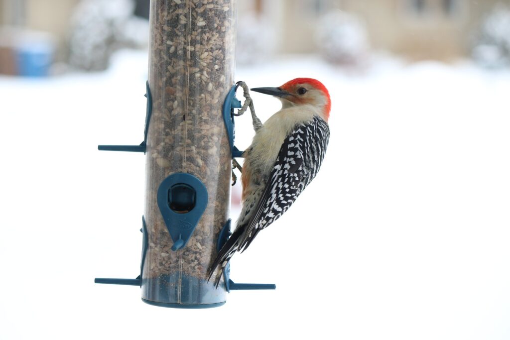 A Red-Headed Woodpecker feeds on a tube bird feeder in a snowy landscape.