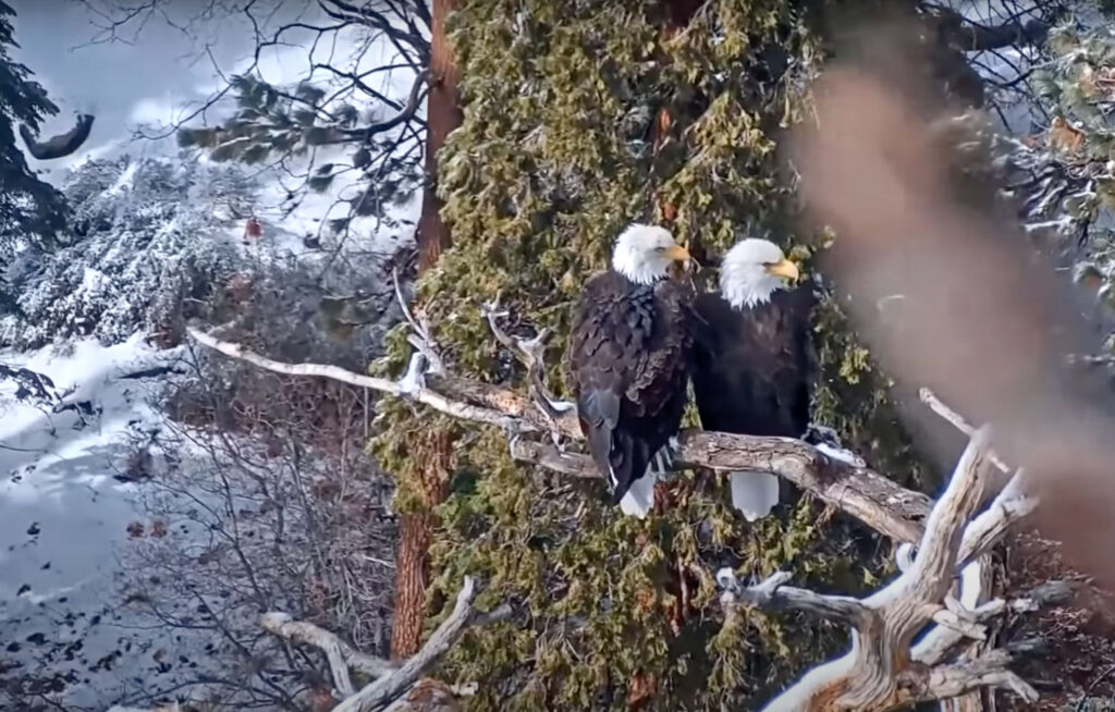 Big Bear Lake's Bald Eagles, Jackie and Shadow perched on a snag