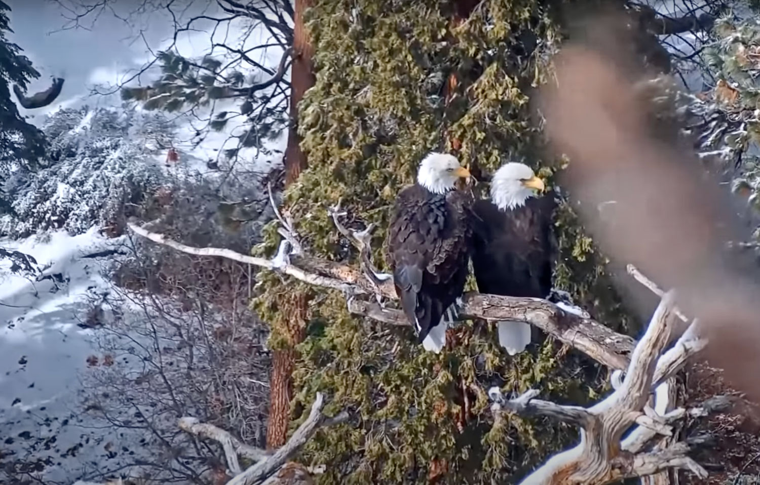 Big Bear Lake Bald Eagle Updates – Chirp Nature Center