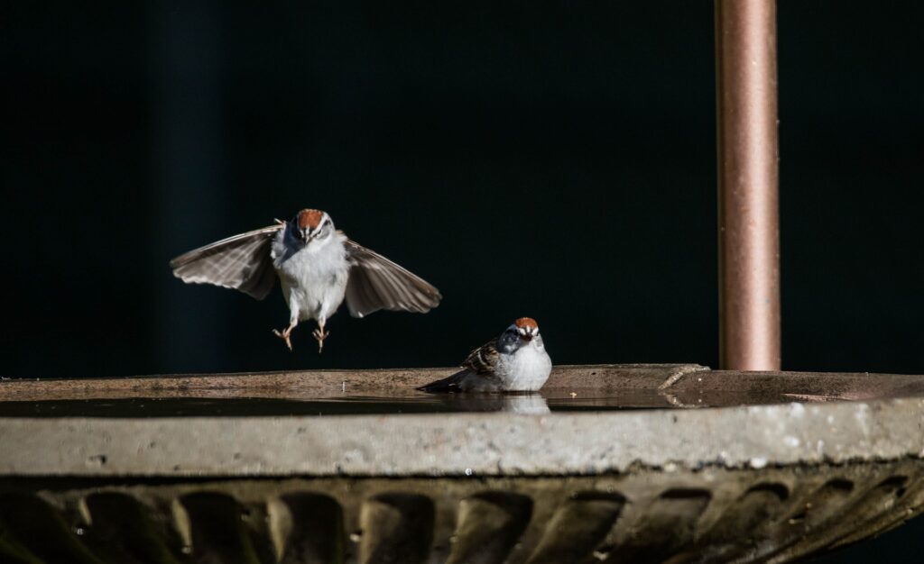 Two sparrows alight on a birdbath, ready for a drink.
