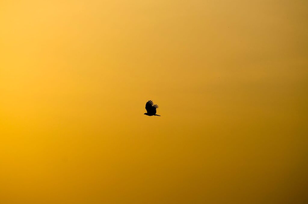 A bird, seen in silhouette, flies through the air at sunset. 