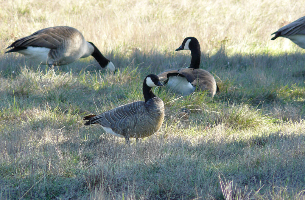 Canadian Geese on prairieland.