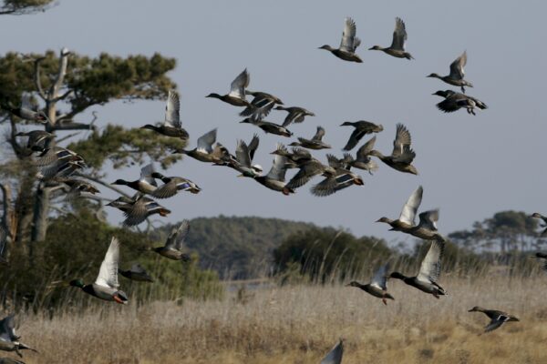 Wild geese take to the sky from a wild grassland landscape.