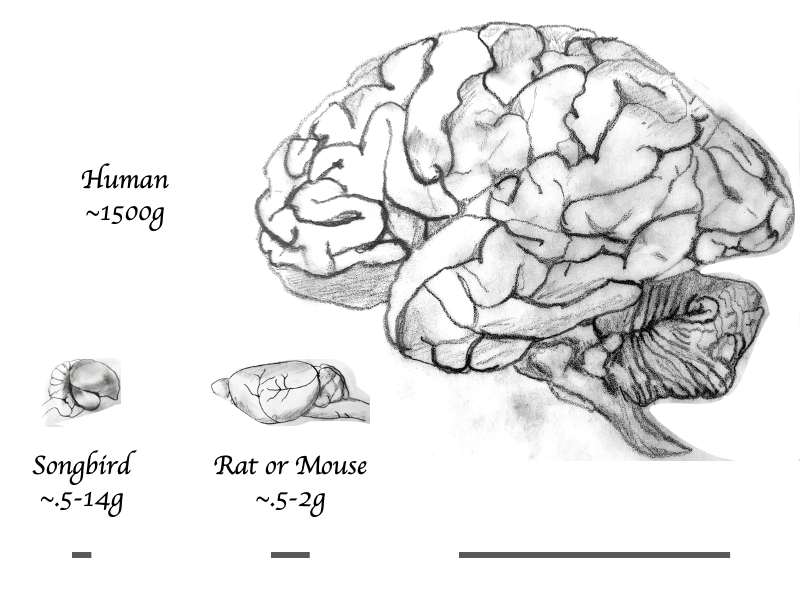 A line drawing of a human brain versus a songbird brain and rat or mouse brain, showing that a songbird's brain is much smaller but only a bit less complex than a human's. 